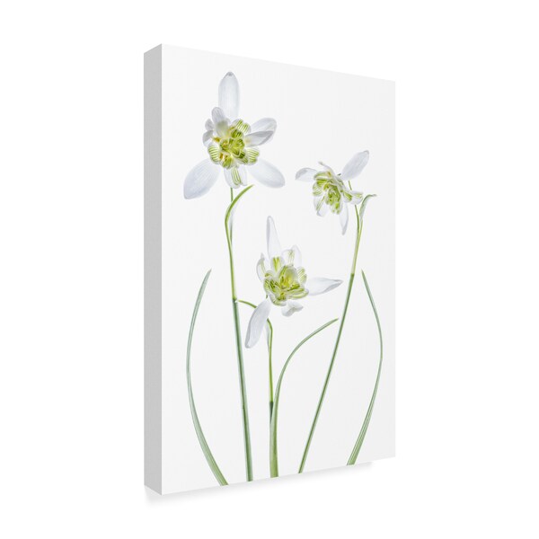 Mandy Disher 'Galanthus Flore Pleno' Canvas Art,22x32